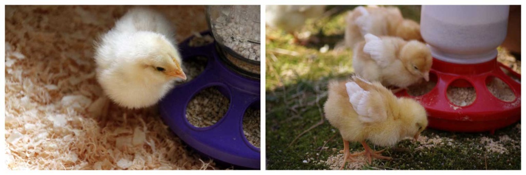 цыплята-едят.jpg