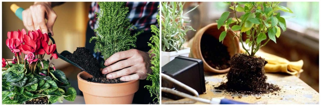 пересадка-.jpg пересадка-.jpg