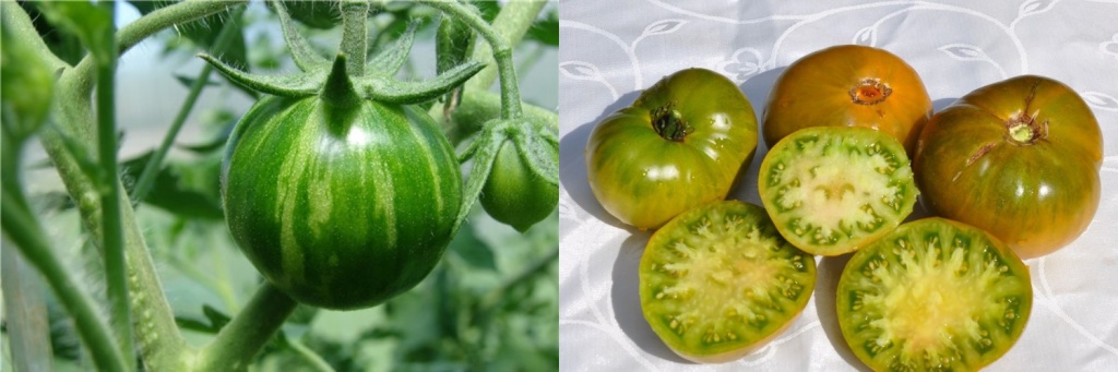 зелёная личинка.jpg зелёная личинка.jpg