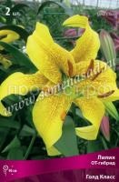 Лилия ОТ-Гибрид Голд Класс (14-16) 2 шт 726461