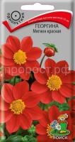 Георгина Мигнон красная