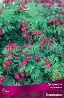Дицентра красивая Бэкхенел
