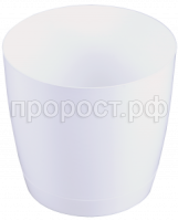 крокус бел кр крокус бел кр