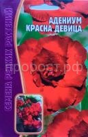 адениум красна девица