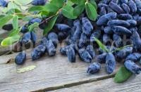 жимолость сибирячка жимолость сибирячка