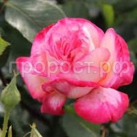 Без названия