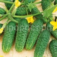 Огурец Кибрия F1 Огурец Кибрия F1