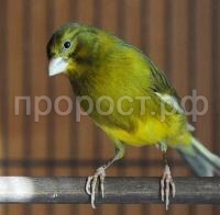 Птица Кенар стандарт девочка