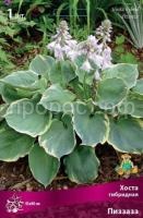 Хоста гибридная Пиззаз