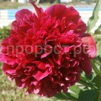 адольф р адольф р