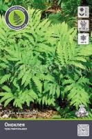 onokleya-chuvstvitelnaya