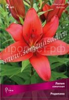 Лилия Азиатская Родилана (14-16) 2 шт 675449