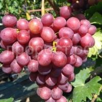 виноград памяти учит.