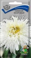 Нивяник махровый Нивяник махровый