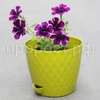 Румба-Киви-1-600x600 Румба-Киви-1-600x600