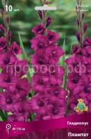 Гладиолус Пламтат Гладиолус Пламтат