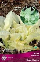 Хоста гибридная Вайт Фезер Хоста гибридная Вайт Фезер