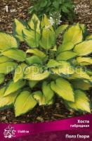 Хоста гибридная Полз Глори Хоста гибридная Полз Глори