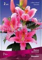 Лилия Восточная Динамит (14-16) 2 шт 330494