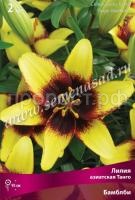 Лилия Азиатская Танго Бамблби (14-16) 2 шт 706476