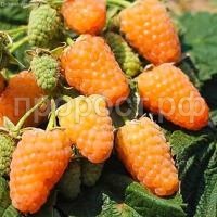 57f504f3562de06607cf4a4ce8d35732