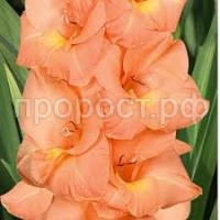 Без названия