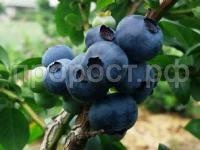 голубика денис блю