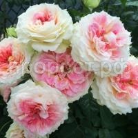 142532410_441860403615879_6193215768723035068_n-700x700