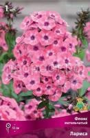 флокс метельчатый Лариса флокс метельчатый Лариса