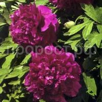 пурпурная ночь