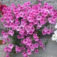 Без названия