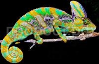 IMG_3646_2-2 IMG_3646_2-2