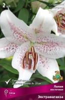 Лилия восточная Экстраваганза