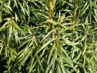 облепиха гном облепиха гном