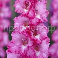 681c8cbf638988ff49a3e61b4ed4e529