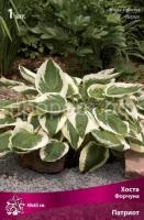 Хоста Форчуна Патриот Хоста Форчуна Патриот