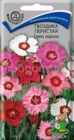Гвоздика перистая Смесь окрасок Гвоздика перистая Смесь окрасок