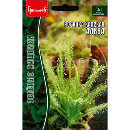 Редкие растения Росянка Альба капская  3 шт 