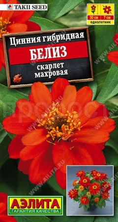 Аэлита Цинния Белиз скарлет махровая 5шт 