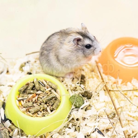 Грызуны Хомяк джунгарский