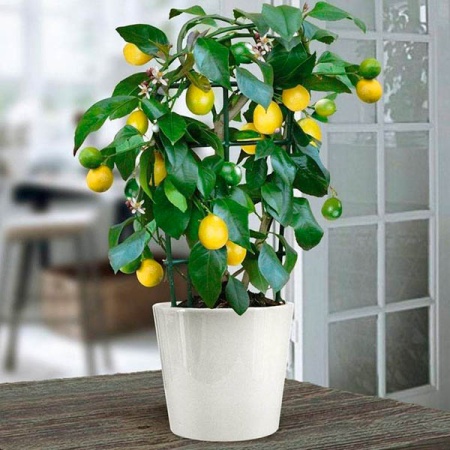 Грунт Сад Чудес 5л Лимон 5шт