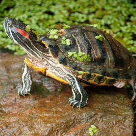 Черепаха красноухая