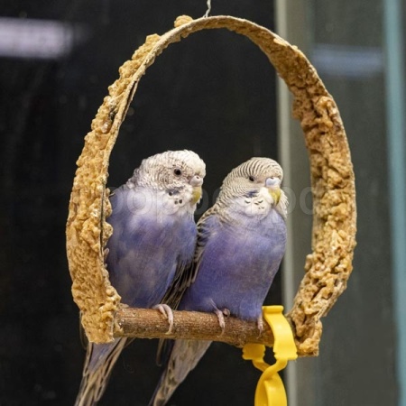 Птица Волнистый попугай