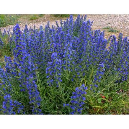 Семена синяка 1 кг