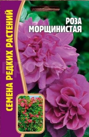 Роза морщинистая 10 шт