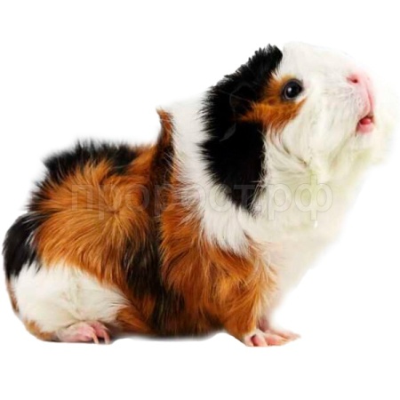 Грызуны Морская свинка розетка