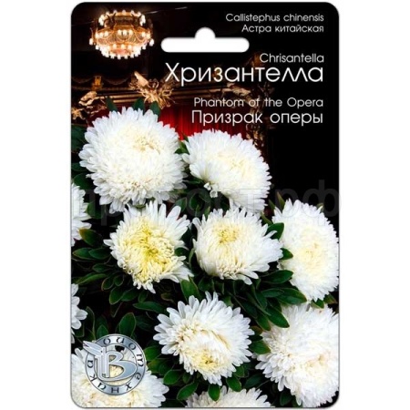 Астра Хризантелла Призрак оперы 30шт