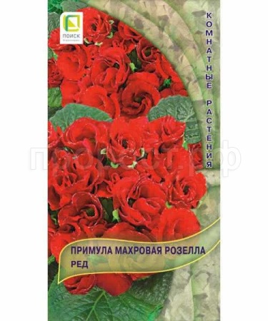 Примула махровая Розелла Ред 5шт 