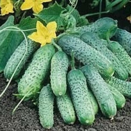 Огурец Пасамонте F1 500шт