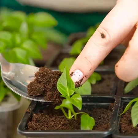 Грунт Сад Чудес 2,5л Азалия 10шт